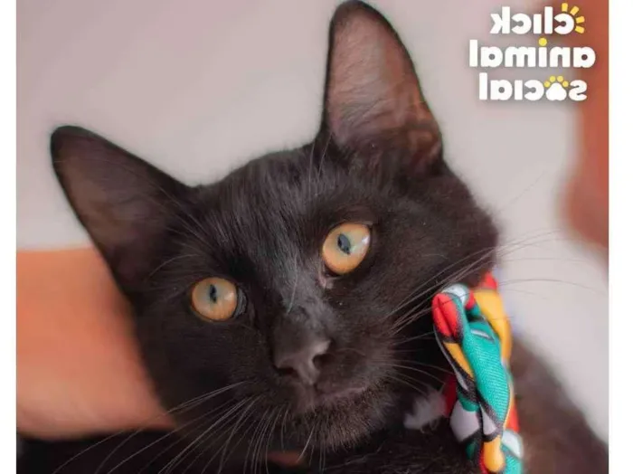 Gato ra a SRD idade 1 ano nome Enzo