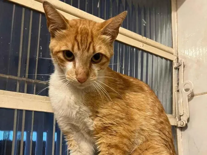 Gato raça SRD  idade 1 ano nome Lello