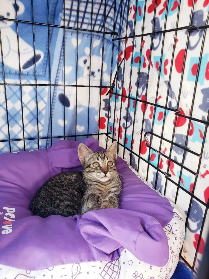 Gato raça Srd idade 2 a 6 meses nome Guga