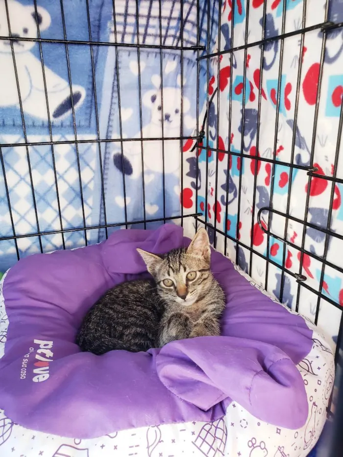 Gato raça Srd idade 2 a 6 meses nome Guga