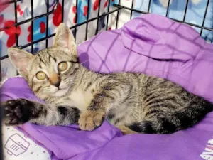 Gato raça Srd idade 2 a 6 meses nome Guga