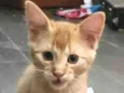 Rafael