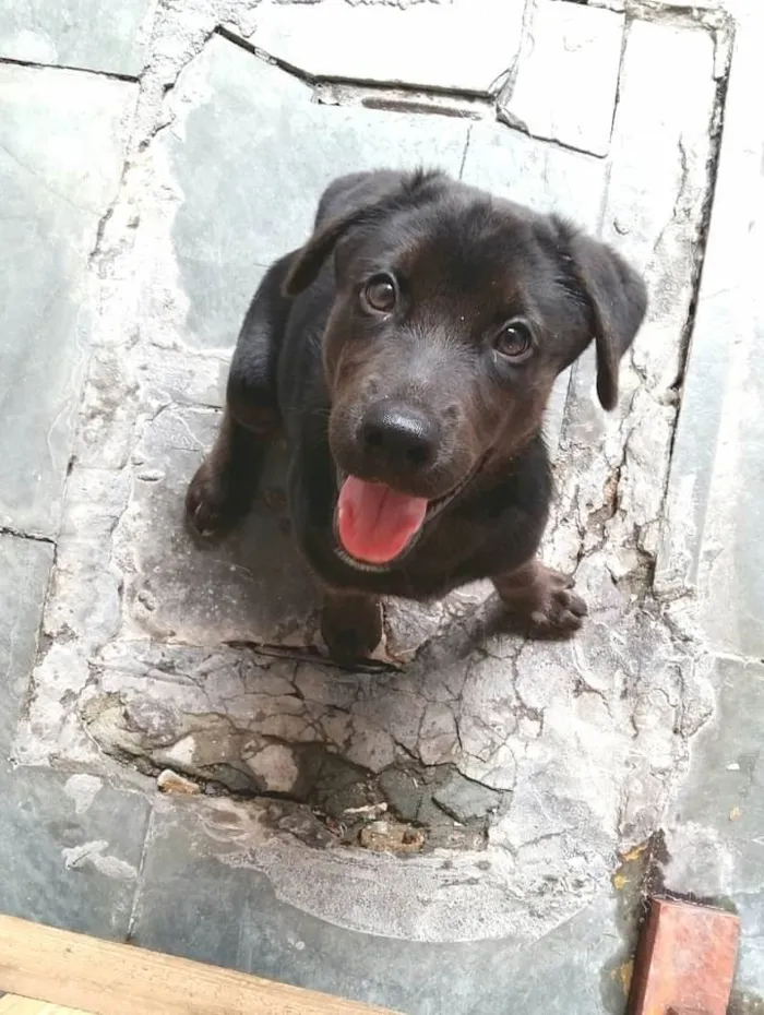 Cachorro ra a Srd idade 2 a 6 meses nome Filhote 3 meses