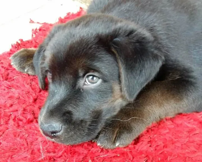 Cachorro ra a Srd idade 2 a 6 meses nome Filhote 3 meses