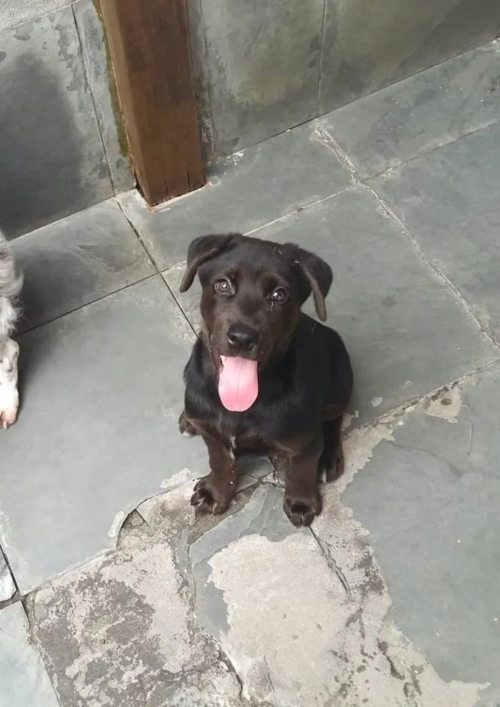 Cachorro ra a Srd idade 2 a 6 meses nome Filhote 3 meses