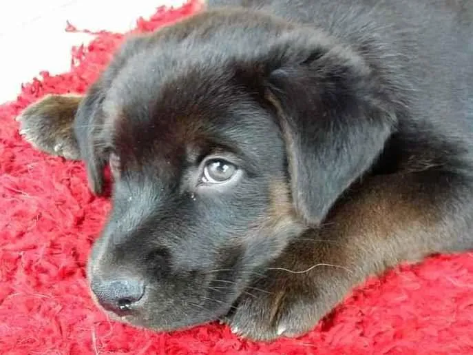 Cachorro ra a Srd idade 2 a 6 meses nome Filhote 3 meses