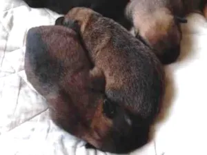 Cachorro raça Indefinida idade Abaixo de 2 meses nome Filhotinhos
