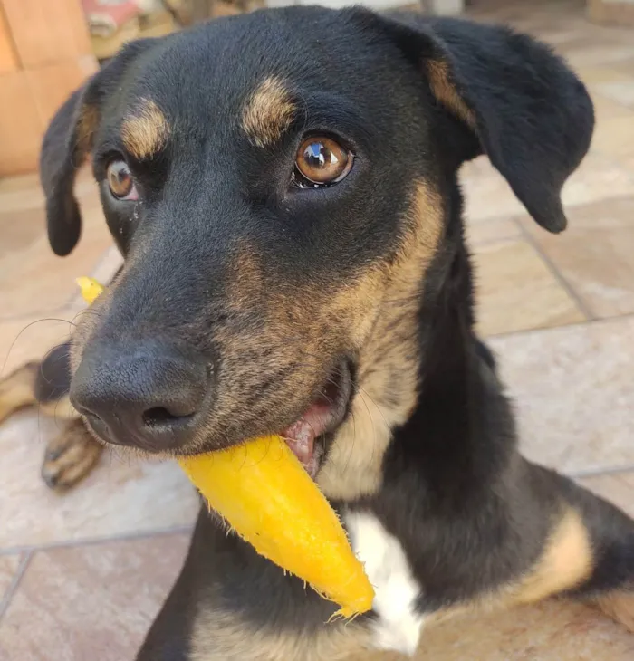 Cachorro ra a Vira lata idade 7 a 11 meses nome Nyx