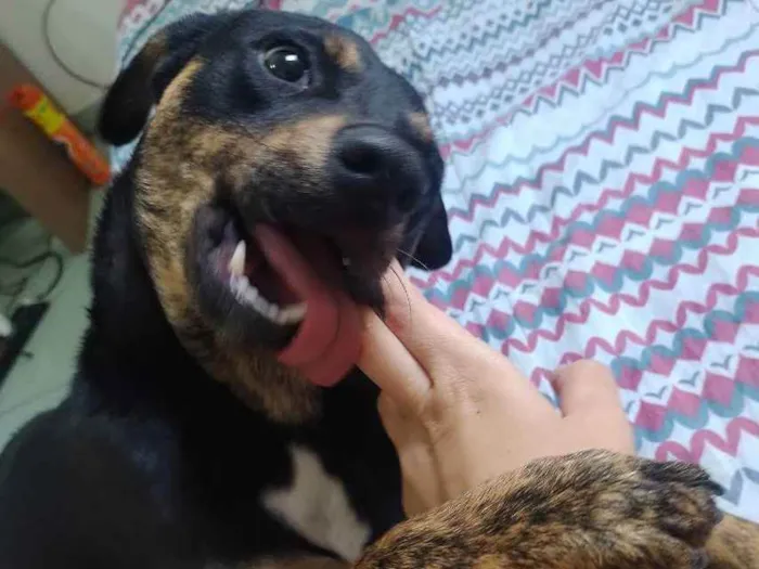 Cachorro ra a Vira lata idade 7 a 11 meses nome Nyx