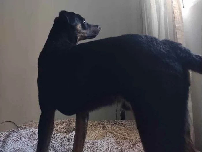 Cachorro ra a Vira lata idade 7 a 11 meses nome Nyx