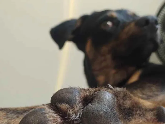 Cachorro ra a Vira lata idade 7 a 11 meses nome Nyx