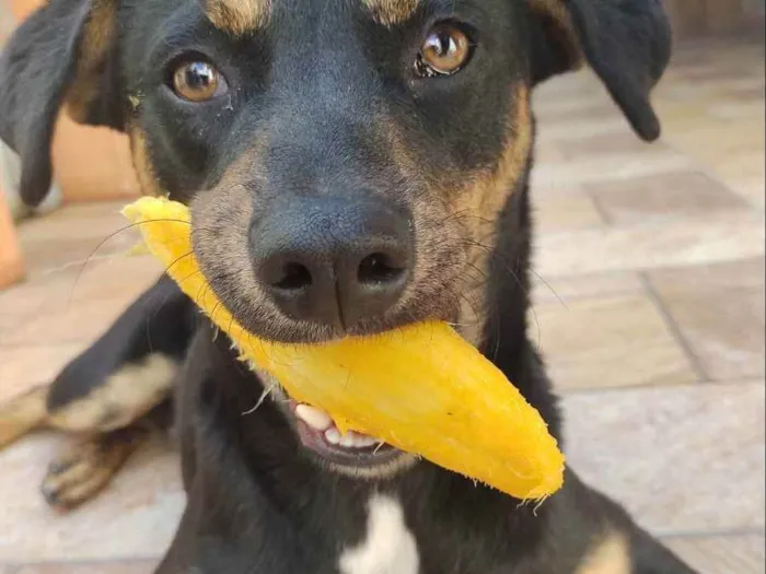 Cachorro ra a Vira lata idade 7 a 11 meses nome Nyx