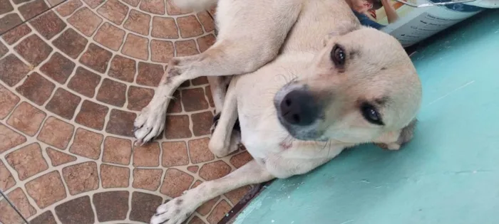 Cachorro ra a Sem Raça Definida  idade 5 anos nome Lia