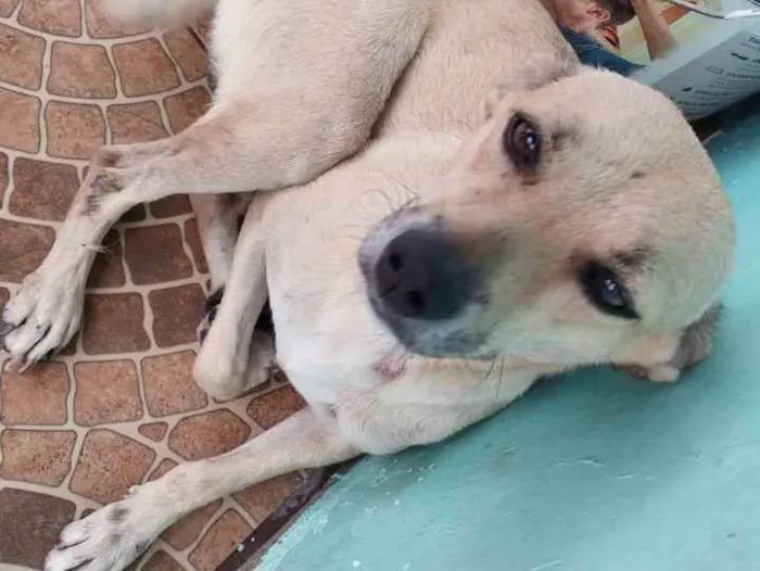 Cachorro ra a Sem Raça Definida  idade 5 anos nome Lia