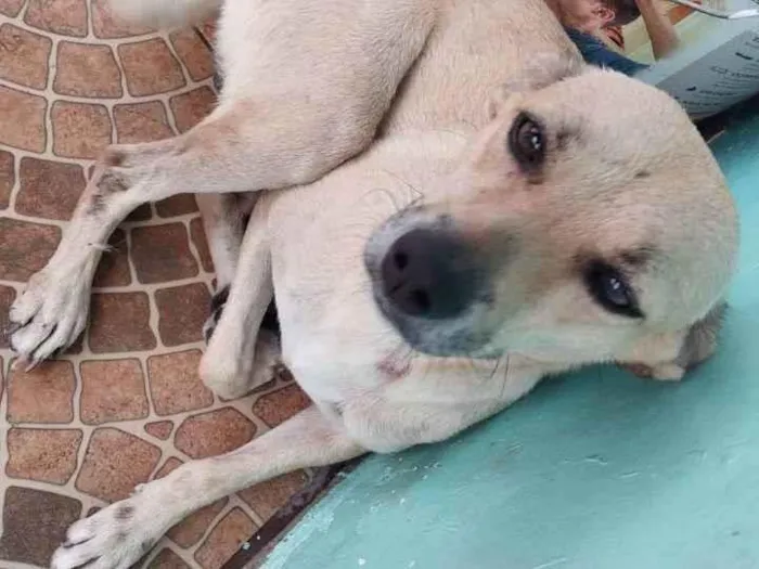 Cachorro ra a Sem Raça Definida  idade 5 anos nome Lia