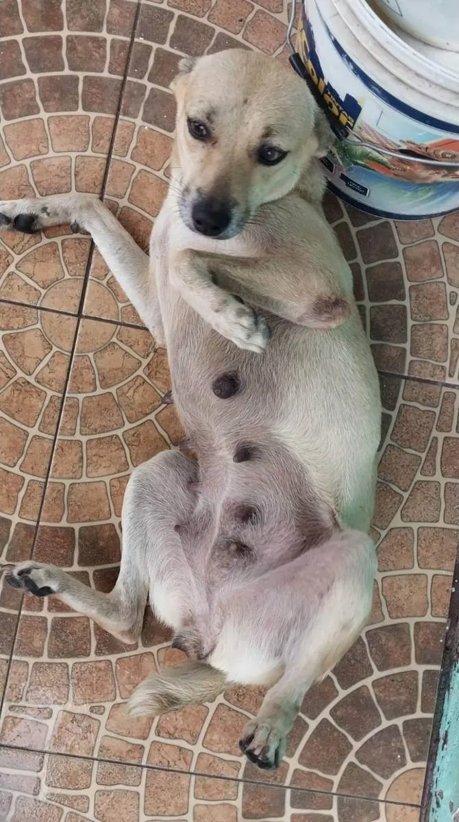 Cachorro ra a Sem Raça Definida  idade 5 anos nome Lia