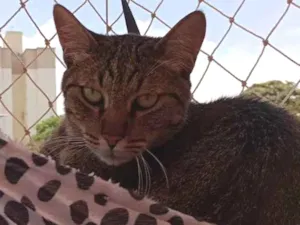 Gato raça Indefinida  idade 2 anos nome Pipinho e sofia