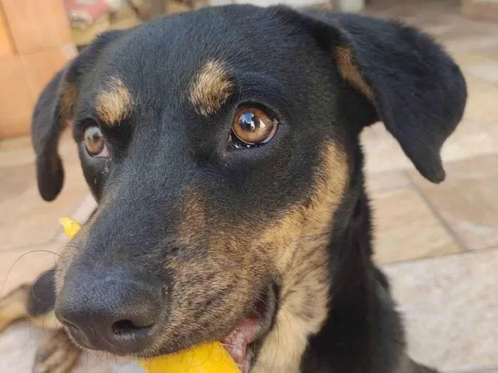 Cachorro ra a Vira lata idade 7 a 11 meses nome Nyx