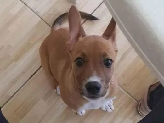 Cachorro raça Pitbull  misturado com puddo  idade 2 a 6 meses nome Kiara