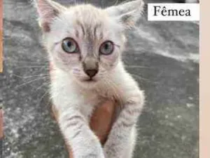 Gato raça Siameza  idade 2 a 6 meses nome Neve 