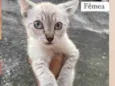 Gato raça Siameza  idade 2 a 6 meses nome Neve 