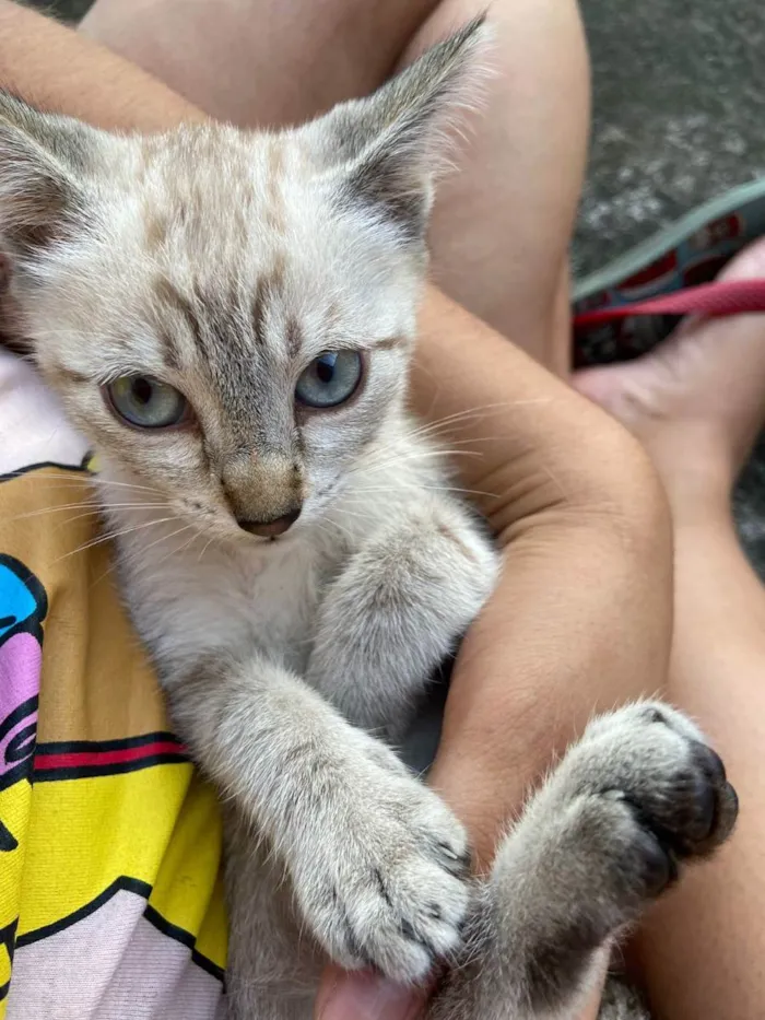 Gato raça Siameza  idade 2 a 6 meses nome Neve 