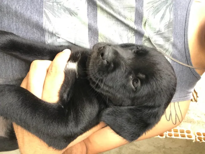 Cachorro raça SRD idade Abaixo de 2 meses nome Sem nome