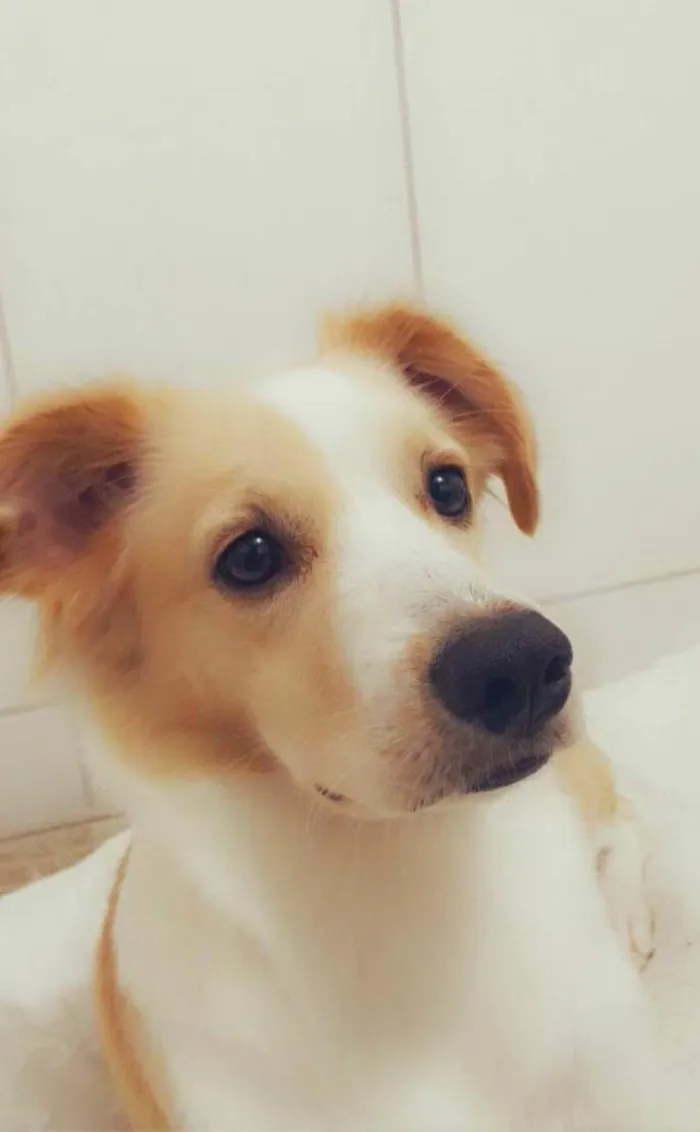 Cachorro ra a Sem raça definida  idade 3 anos nome Kim