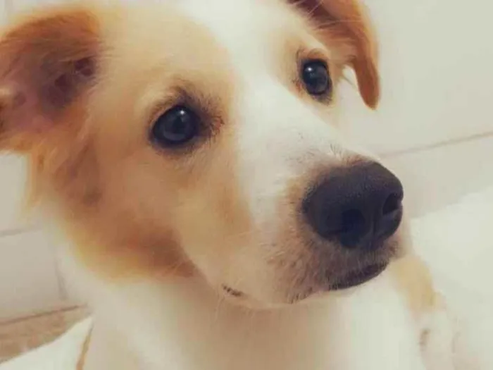 Cachorro ra a Sem raça definida  idade 3 anos nome Kim