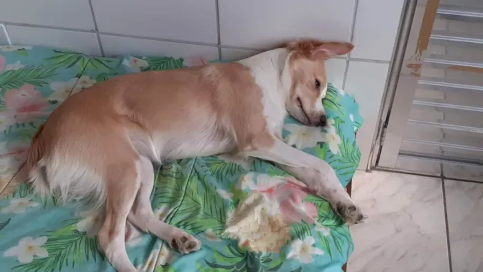 Cachorro ra a Sem raça definida  idade 3 anos nome Kim