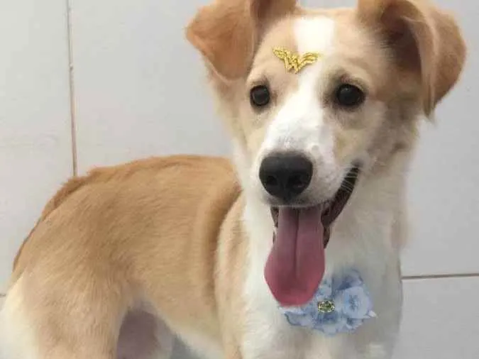 Cachorro ra a Sem raça definida  idade 3 anos nome Kim