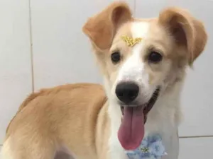 Cachorro raça Sem raça definida  idade 3 anos nome Kim