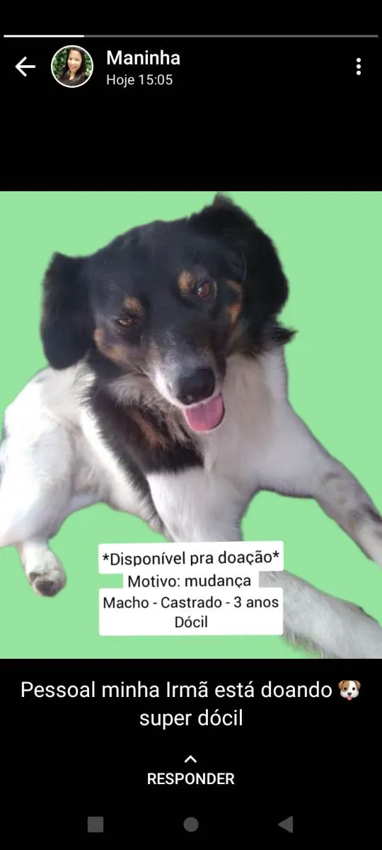 Cachorro ra a Vira lata idade 3 anos nome Snnop