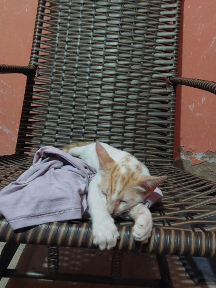 Gato ra a SRD idade 2 a 6 meses nome Joaquim Maurice
