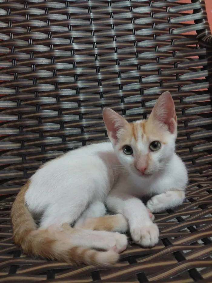 Gato ra a SRD idade 2 a 6 meses nome Joaquim Maurice