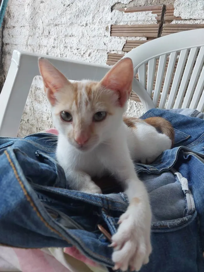 Gato ra a SRD idade 2 a 6 meses nome Joaquim Maurice
