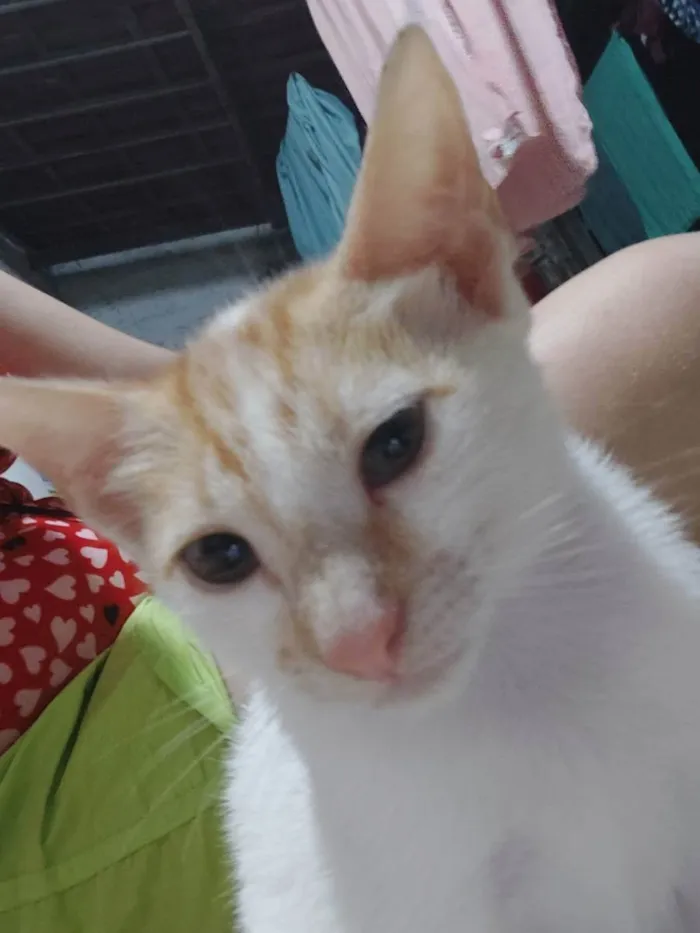 Gato ra a SRD idade 2 a 6 meses nome Joaquim Maurice