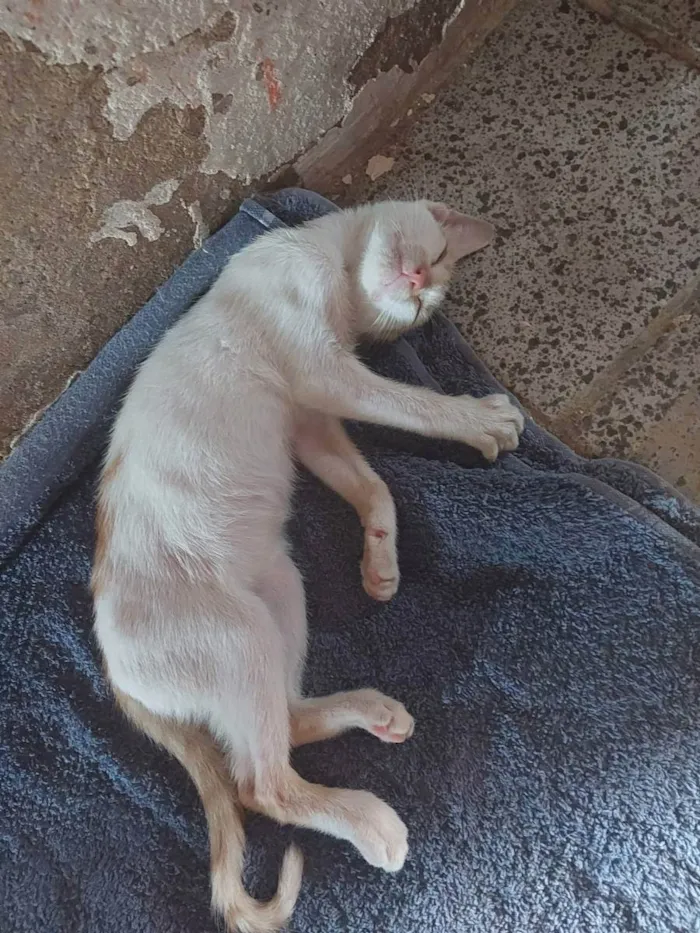 Gato ra a SRD idade 2 a 6 meses nome Joaquim Maurice