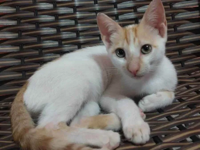 Gato ra a SRD idade 2 a 6 meses nome Joaquim Maurice