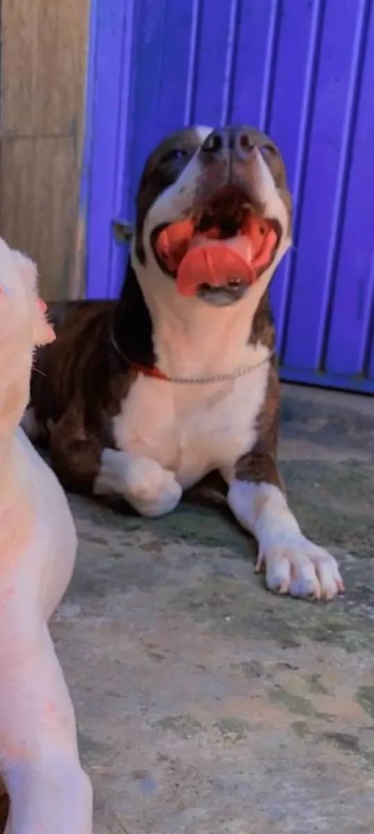 Cachorro ra a Pitbull idade 4 anos nome Hash