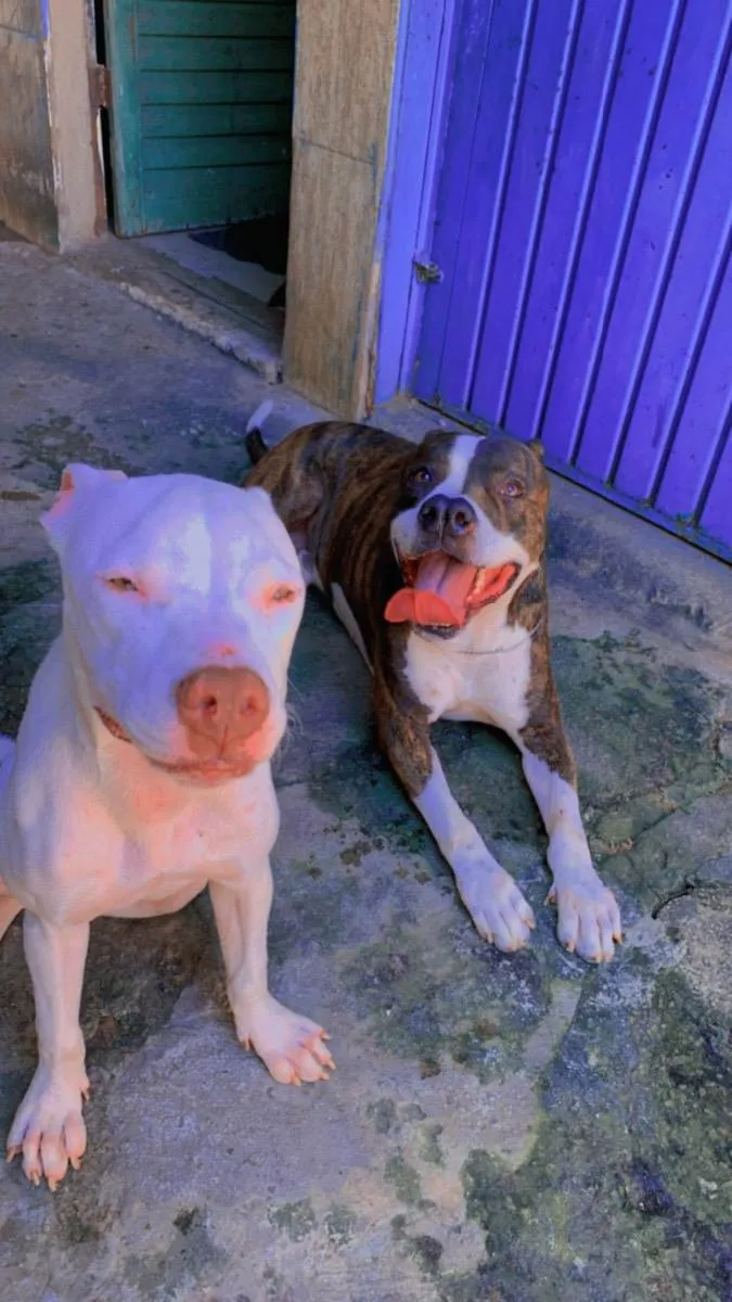 Cachorro ra a Pitbull idade 4 anos nome Hash