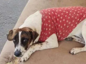 Cachorro raça Sem raça definida  idade 7 a 11 meses nome Mel