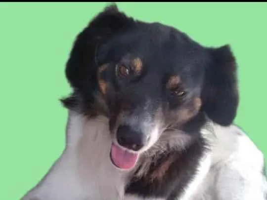 Cachorro ra a Vira lata idade 3 anos nome Snnop