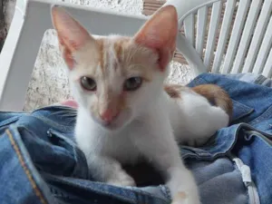 Gato raça SRD idade 2 a 6 meses nome Joaquim Maurice