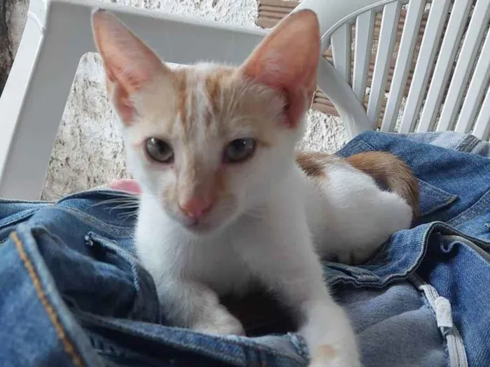 Gato ra a SRD idade 2 a 6 meses nome Joaquim Maurice