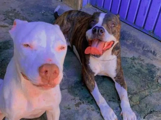Cachorro ra a Pitbull idade 4 anos nome Hash