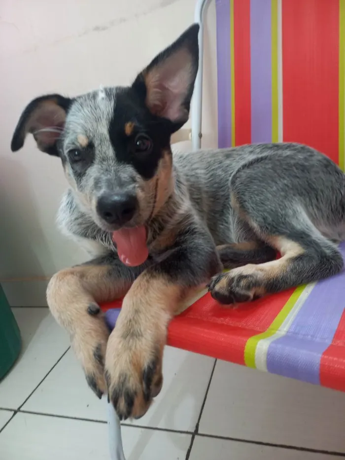 Cachorro ra a Blue heleer idade 2 a 6 meses nome Blue