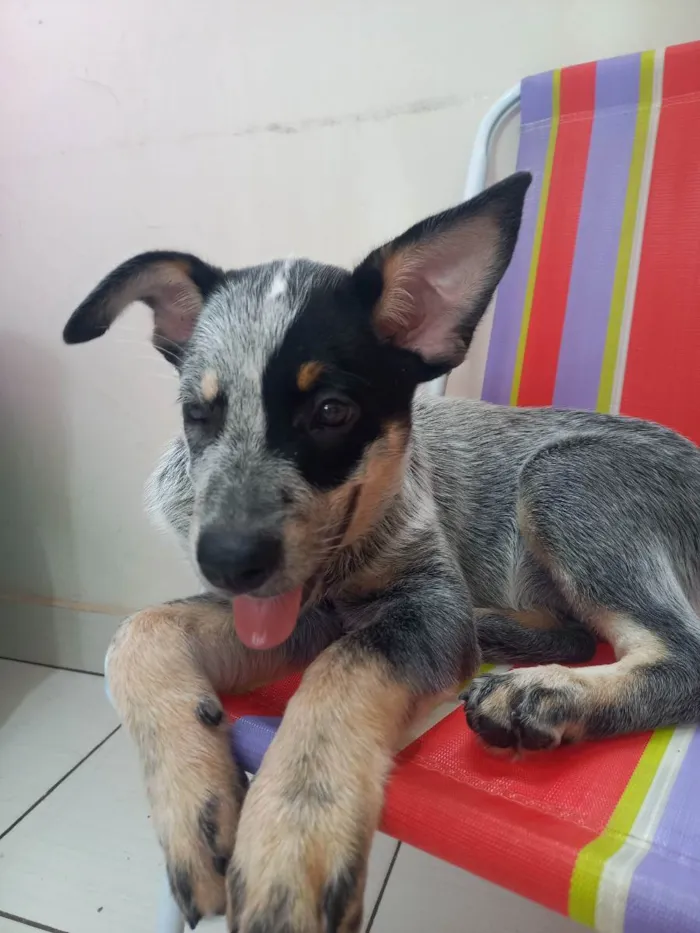 Cachorro ra a Blue heleer idade 2 a 6 meses nome Blue