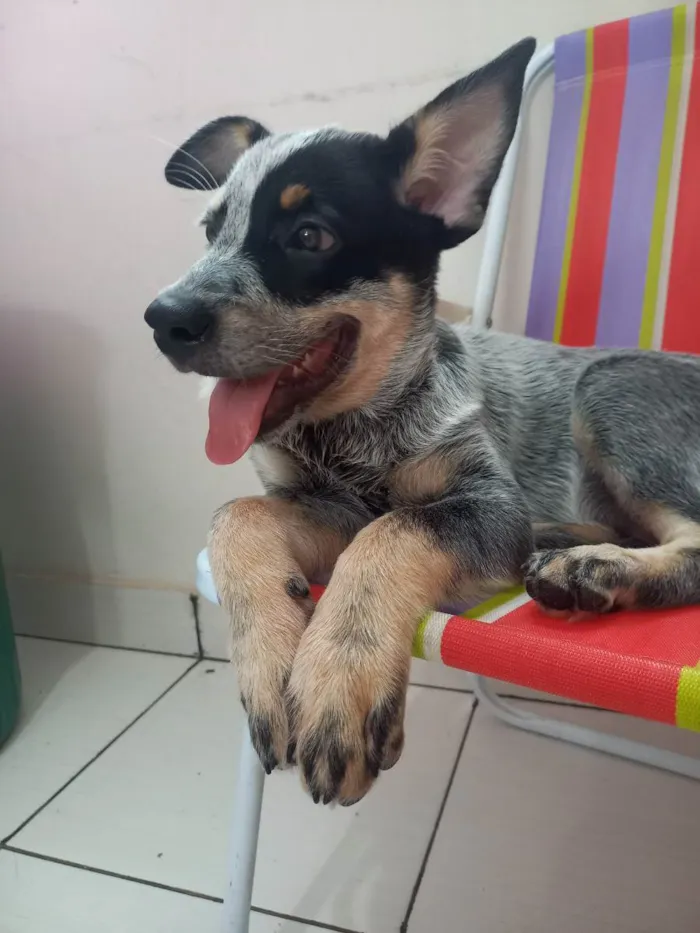 Cachorro ra a Blue heleer idade 2 a 6 meses nome Blue