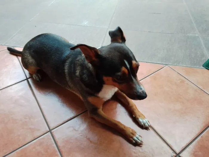 Cachorro ra a Vira lata idade 5 anos nome Cacau